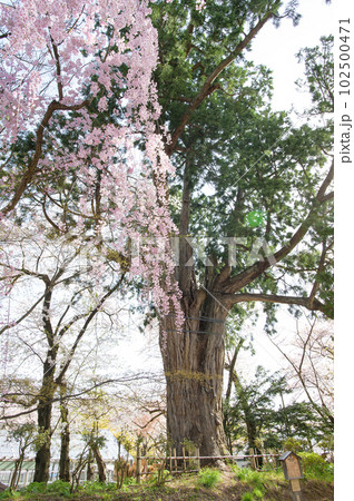 春の朝 弘前公園 桜とネズコの巨樹 天然記念物 青森県 春の朝 弘前公園 桜とネズコの巨樹 天然記念物 青森県 102500471