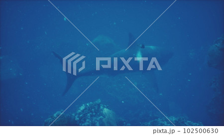 large great white shark swims near the surface off the coast 102500630