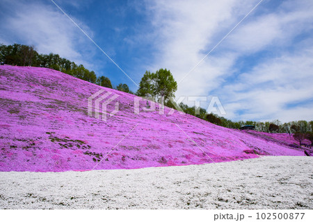 北海道　東藻琴の芝桜 102500877