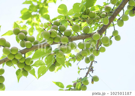 初夏に実を付けてきた小さな梅の実 102501187
