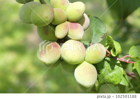 初夏に実を付けてきた小さな梅の実 初夏に実を付けてきた小さな梅の実 102501188