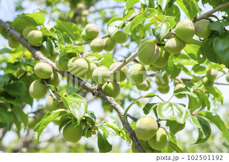 初夏に実を付けてきた小さな梅の実 102501192