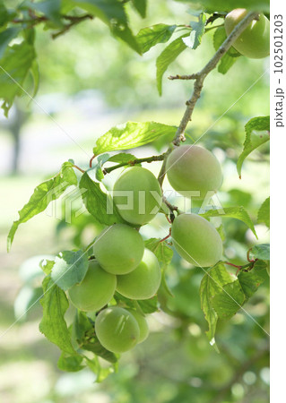 初夏に実を付けてきた小さな梅の実 102501203