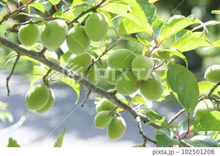 初夏に実を付けてきた小さな梅の実 102501206
