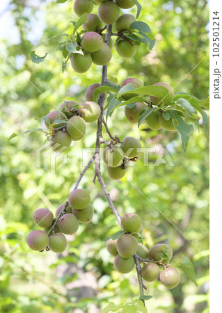 初夏に実を付けてきた小さな梅の実 102501214