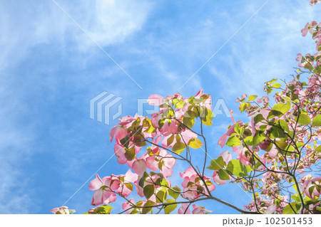 春の青空とハナミズキ 春の青空とハナミズキ 102501453