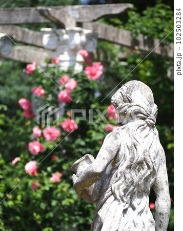 静岡県　初夏に咲く薔薇の花　浜松ガーデンパーク　4月　5月 102503284