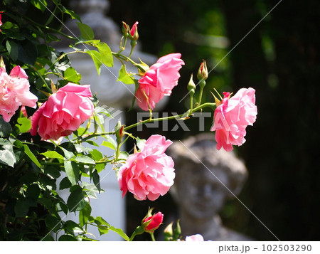 静岡県　初夏に咲く薔薇の花　浜松ガーデンパーク　4月　5月 102503290