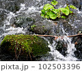川と苔と葉っぱ 102503396