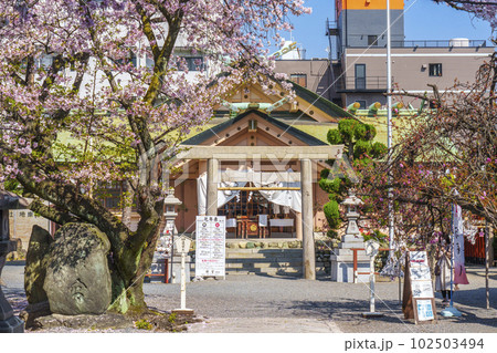桜が満開の季節の桜宮神社(櫻宮) --大阪府大阪市都島区中野町-- 桜が満開の季節の桜宮神社(櫻宮) --大阪府大阪市都島区中野町-- 102503494