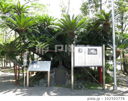 木更津市の八剱八幡神社にある源頼朝お手植えの蘇鉄 102503776