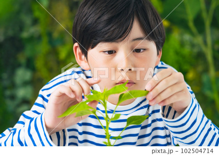 葉っぱを見る男の子 葉っぱを見る男の子 102504714
