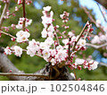 梅の花と蕾 102504846