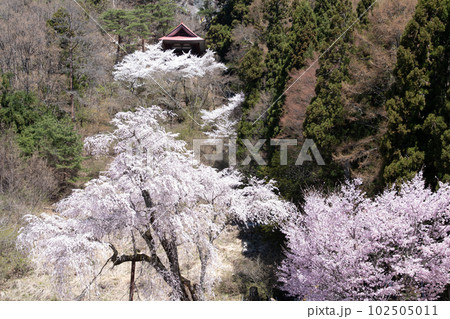 観音堂のしだれ桜 102505011