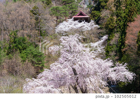 岩壁の枝垂桜 岩壁の枝垂桜 102505012