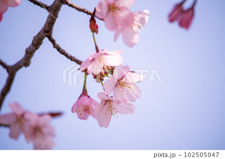 桜開花 102505047