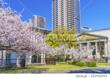 泉布観　旧桜宮公会堂（旧造幣寮鋳造所正面玄関）　満開の桜 102505055
