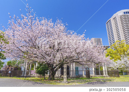 泉布観 満開の桜(大阪市北区) 泉布観 満開の桜(大阪市北区) 102505058