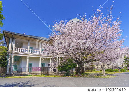 泉布観　満開の桜（大阪市北区） 102505059