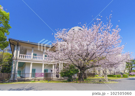 泉布観　満開の桜（大阪市北区） 102505060