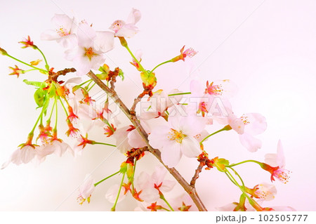 満開の桜　桜　さくら　桜　桜の花　ソメイヨシノ 102505777