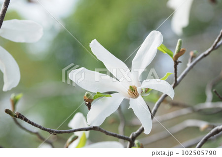 姫こぶしの白い花 102505790