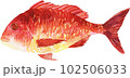 鯛 102506033