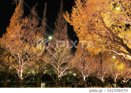 明治神宮外苑イチョウ並木 明治神宮外苑イチョウ並木 102506070