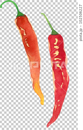 Red pepper watercolor 102506227