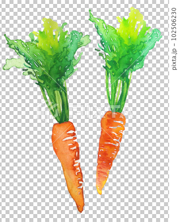 Carrot watercolor 102506230