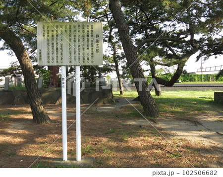木更津市の鳥居崎海浜公園にある見染の松 木更津市の鳥居崎海浜公園にある見染の松 102506682