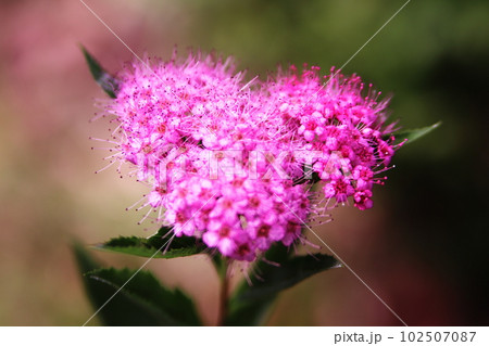 ハートの形をした可愛いピンクのシモツケの花 ハートの形をした可愛いピンクのシモツケの花 102507087
