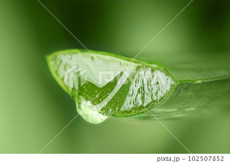 Aloe vera juice drop close up. Aloe vera leaf with aloe gel over green background with copy space. 102507852