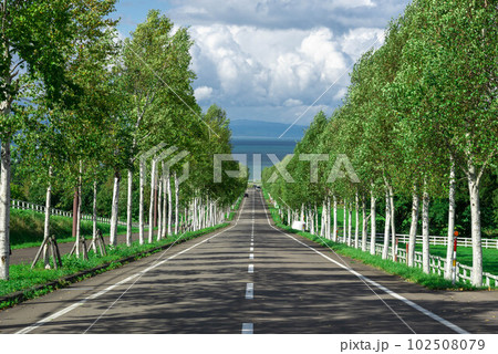 白樺並木 102508079