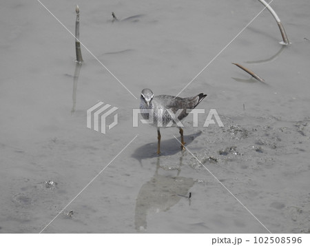 漫湖のキアシシギ (Okinawa) 漫湖のキアシシギ (Okinawa) 102508596