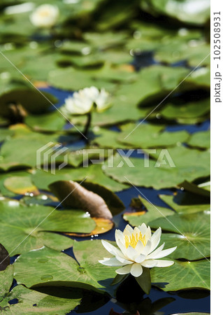 公園の池に咲く白いスイレンの花 102508931