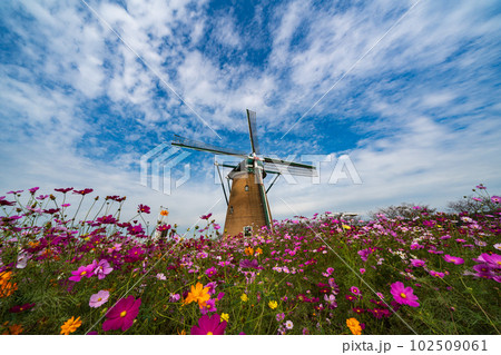佐倉ふるさと広場のコスモスフェスタ 102509061