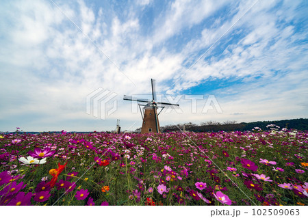 佐倉ふるさと広場のコスモスフェスタ 佐倉ふるさと広場のコスモスフェスタ 102509063