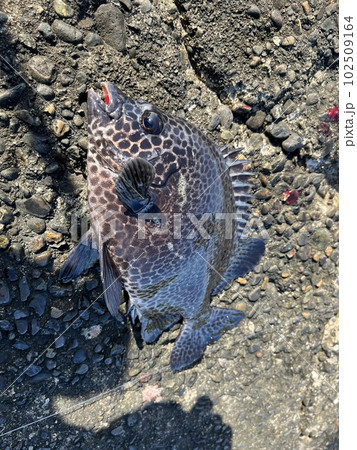 初心者でも釣れるイシガキダイ 102509164