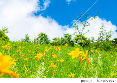 【夏素材】夏の八島ヶ原湿原のニッコウキスゲ【長野県】 102509453