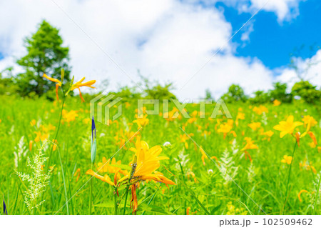 【夏素材】夏の八島ヶ原湿原のニッコウキスゲ【長野県】 102509462