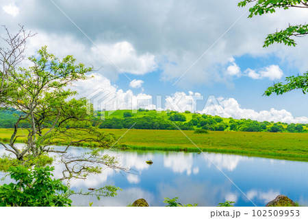 【夏素材】天空の湿原・夏の八島ヶ原湿原【長野県】 【夏素材】天空の湿原・夏の八島ヶ原湿原【長野県】 102509953