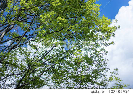 新緑のもみじと雲 新緑のもみじと雲 102509954