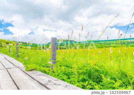 【夏素材】天空の湿原・夏の八島ヶ原湿原【長野県】 102509967