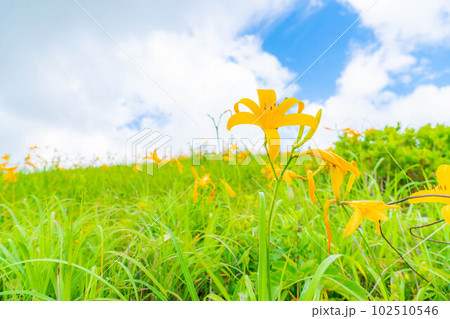 【夏素材】車山高原・霧ヶ峰に咲き乱れるニッコウキスゲ【長野県】 102510546