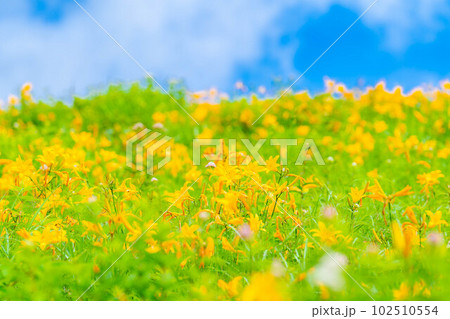 【夏素材】車山高原・霧ヶ峰に咲き乱れるニッコウキスゲ【長野県】 102510554