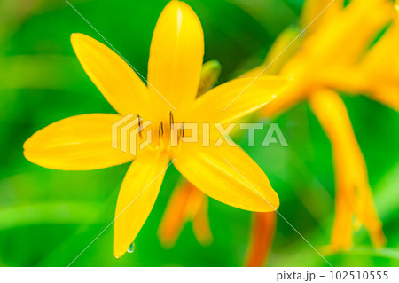 【夏素材】車山高原・霧ヶ峰に咲き乱れるニッコウキスゲ【長野県】 102510555