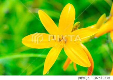 【夏素材】車山高原・霧ヶ峰に咲き乱れるニッコウキスゲ【長野県】 102510556