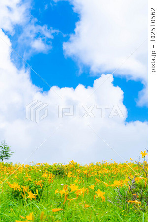 【夏素材】車山高原・霧ヶ峰に咲き乱れるニッコウキスゲ【長野県】 102510562