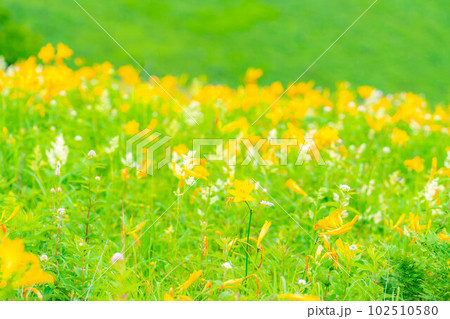 【夏素材】車山高原・霧ヶ峰に咲き乱れるニッコウキスゲ【長野県】 102510580